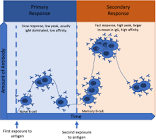  بخش دوم: مکانیزم‌های عمده در واکنش به بحران