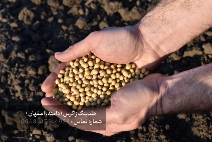 بذر مینیتیوبر سیبزمینی دامنه