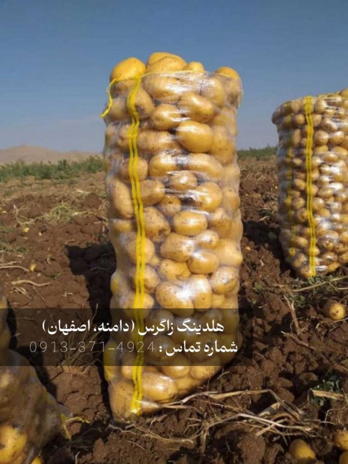 چرا باید بذر مینی‌تیوبر سیب زمینی را جایگزین بذرهای سنتی کنید؟
