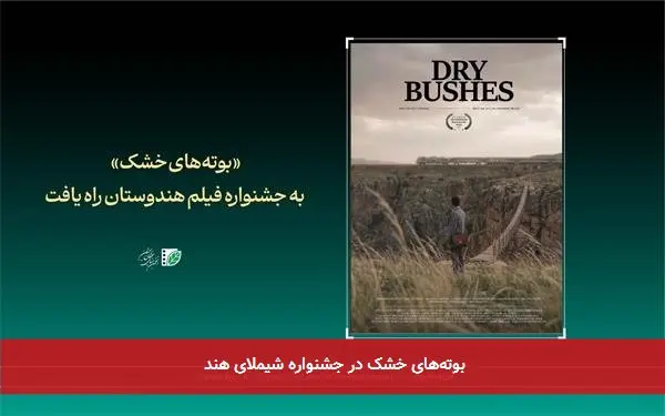 بوتههای خشک در جشنواره شیملای هند