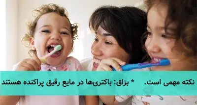 این جدول مقایسهای خلاصهای از سه اکوسیستم اصلی دهان (بزاق، سطح دندان و پلاک دندانی) را نشان میدهد که در مطالعه میکروبیوم دهان اهمیت دارند. در ادامه، جدول با توجه به ساختار سوال تکمیل و تفسیر شده است: ' ویژگی ' بزاق (Saliva) ' سطح دندان (Tooth Surface) ' پلاک دندانی (Dental Plaque) ' ' :-------------------- ' :-------------------------------------- ' :-------------------------------------- ' :--------------------------------- ' ' تنوع گونهها ' زیاد (~۷۰۰ گونه) ' کاهش یافته ' کاهش یافته ' ' غلظت باکتریها ' ۱۰^۳-۱۰^۴ در میلیلیتر بزاق ' ۱۰^۵-۱۰^۶ در میلیلیتر بزاق ' ۱۰^۶-۱۰^۸ در میلیگرم پلاک ' ' pH محیط ' خنثی (۶.۷-۷.۳) ' اسیدی ' اسیدی (میتواند بسیار اسیدی شود) ' ### تفسیر و نکات کلیدی: ۱. تنوع گونهای (Diversity): * بزاق: حاوی باکتریهای شناور از تمام نواحی دهان است، بنابراین بیشترین تنوع (~۷۰۰ گونه) را دارد. * سطح دندان و پلاک: این سطوح، زیستگاههای انتخابیتری هستند. فقط گونههای خاصی که توانایی چسبیدن به مینای دندان (در سطح دندان) یا به یکدیگر (در پلاک بالغ) را دارند، میتوانند کلونی تشکیل دهند. بنابراین تنوع در اینجا کمتر است. ۲. غلظت باکتریها (Concentration): * واحدها متفاوت است و این نکته مهمی است. * بزاق: باکتریها در مایع رقیق پراکنده هستند (۱۰^۳-۱۰^۴ در هر میلیلیتر). * سطح دندان: باکتریهای چسبیده به سطح، تراکم بیشتری دارند (۱۰^۵-۱۰^۶ در میلیلیتر معادل بزاق مجاور). * پلاک دندانی: این متراکمترین اجتماع باکتریایی در بدن انسان است. باکتریها در یک بیوفیلم ساختار یافته فشرده میشوند، بنابراین غلظت آن بر اساس وزن بیوفیلم (۱۰^۶-۱۰^۸ در هر میلیگرم) اندازهگیری میشود که عدد بسیار بزرگی است. ۳. pH محیط: * بزاق: به دلیل وجود بافری مانند بیکربنات، معمولاً در محدوده خنثی حفظ میشود. این pH برای اکثر باکتریها مناسب است. * سطح دندان و پلاک: زمانی که باکتریهای پلاک (عمدتاً استرپتوکوکهای موتانس و لاکتوباسیلها) قندها را متابولیزه میکنند، اسید (عمدتاً اسید لاکتیک) تولید میشود. این اسید در ماتریکس چسبنده پلاک به دام میافتد و محیط را اسیدی میکند. این اسیدیته مستقیماً باعث دمینرالیزه شدن (حل شدن) مینای دندان و ایجاد پوسیدگی میشود. * هر چه پلاک قدیمیتر و متابولیسم قند بیشتر باشد، pH میتواند به مقادیر بسیار پایین (حتی زیر ۴.۵) برسد. ### جمعبندی: این جدول به وضوح نشان میدهد که پلاک دندانی به عنوان یک بیوفیلم سازمانیافته، با وجود تنوع گونهای کمتر، یک محیط کاملاً متفاوت از بزاق ایجاد میکند: تراکم باکتریایی بسیار بالا و یک محیط اسیدی موضعی که عامل اصلی بیماری پوسیدگی دندان است. بزاق با pH خنثی و اثرات شوینده و بافری خود، یک عامل محافظتی کلیدی در برابر این فرآیند است.